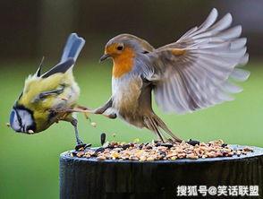 鸟儿带你吃瓜,一场别开生面的美食之旅