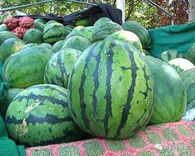 吃瓜怎么挑瓜好吃,教你如何挑选美味多汁的瓜果