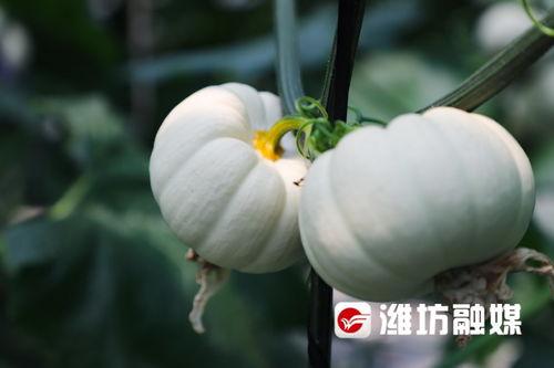 潍坊天台吃瓜视频,一场视觉盛宴！