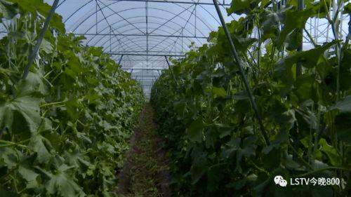 西昌吃瓜 视频,揭秘当地特色美食背后的故事